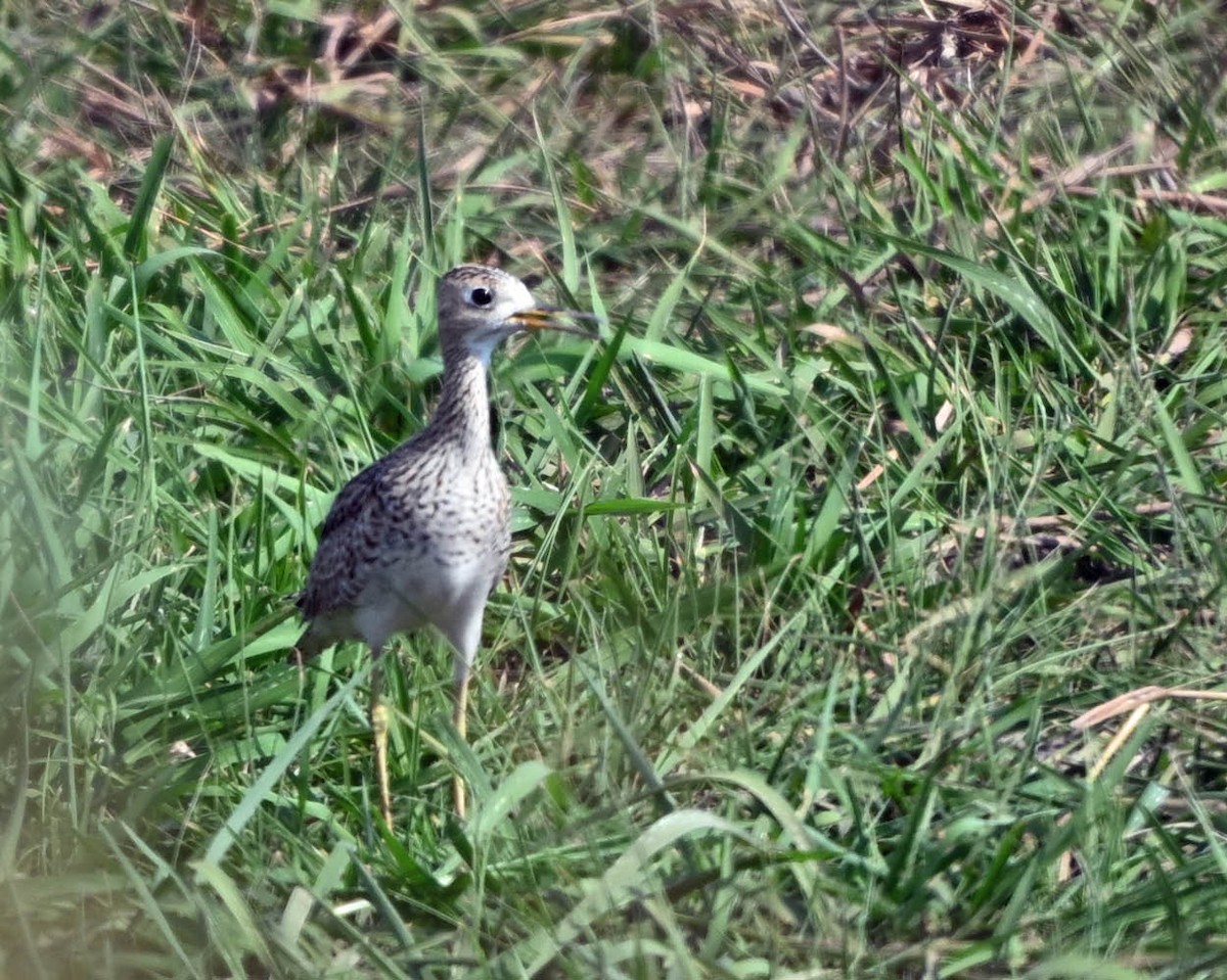 Upland Sandpiper - ML654900265