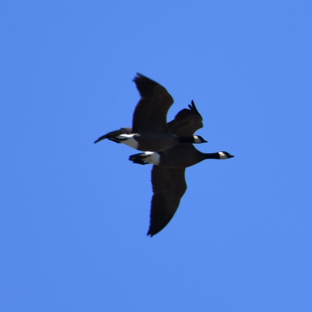 Cackling Goose - ML654900266