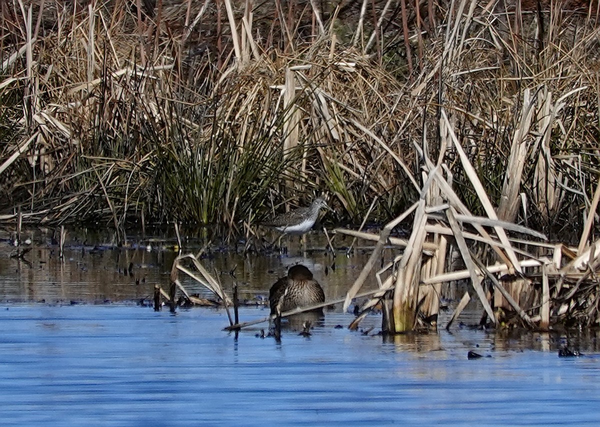 Green Sandpiper - ML654900267