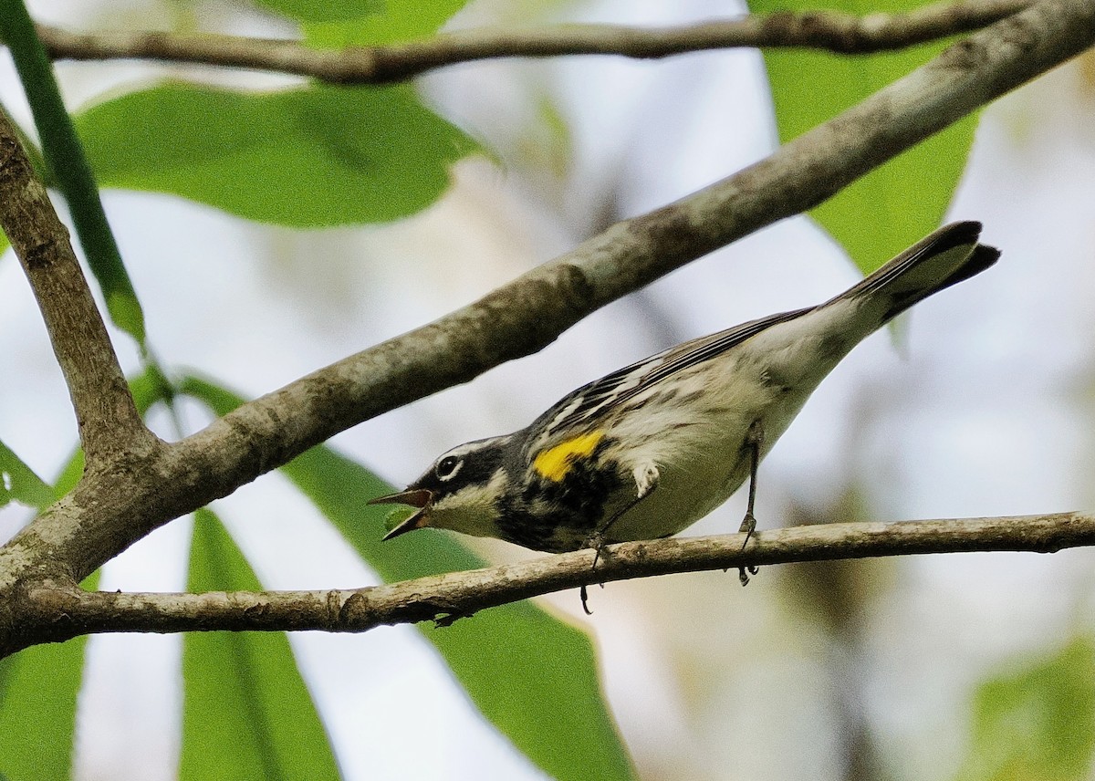 Yellow-rumped Warbler - ML654900269