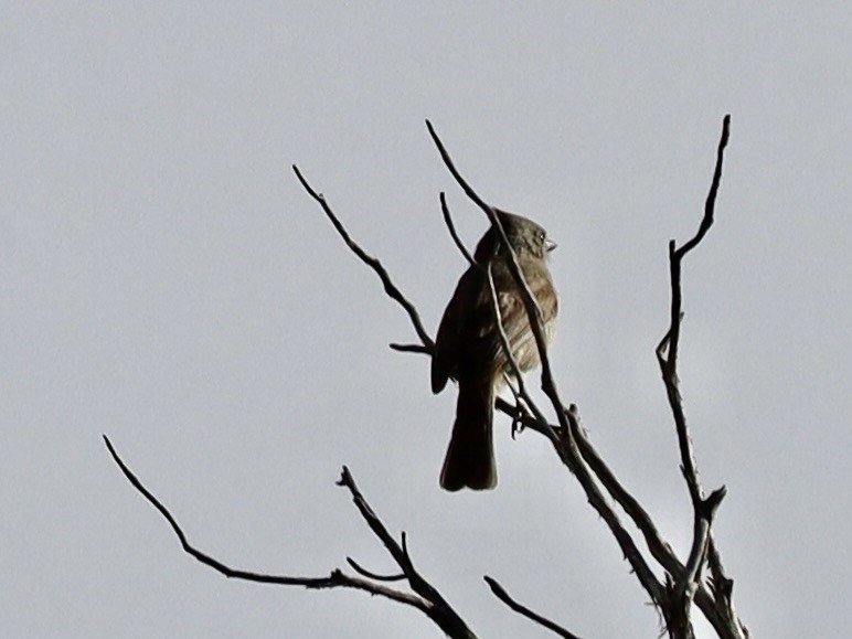 Juniper Titmouse - ML654900270