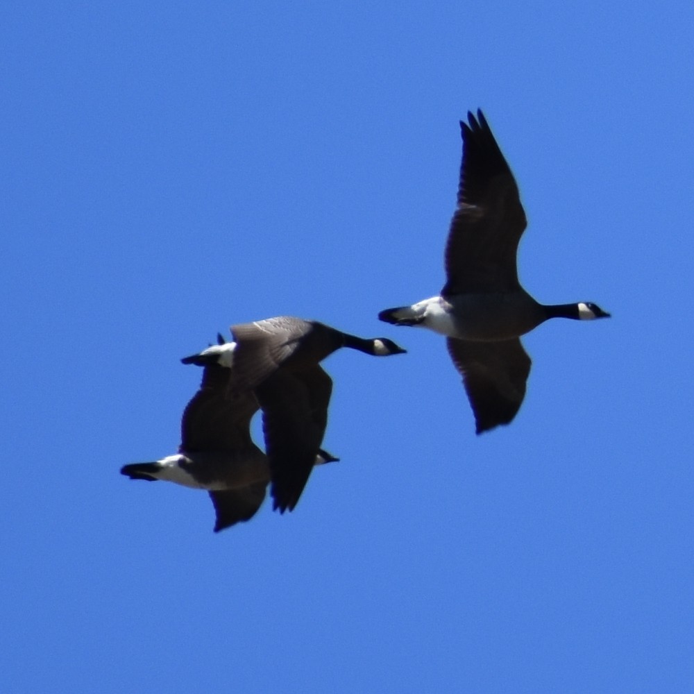 Cackling Goose - ML654900273