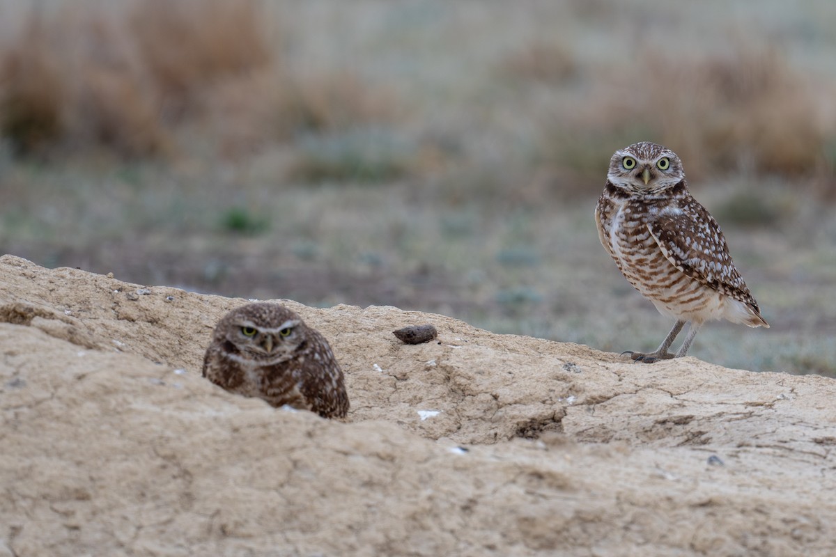 Burrowing Owl - ML654900274