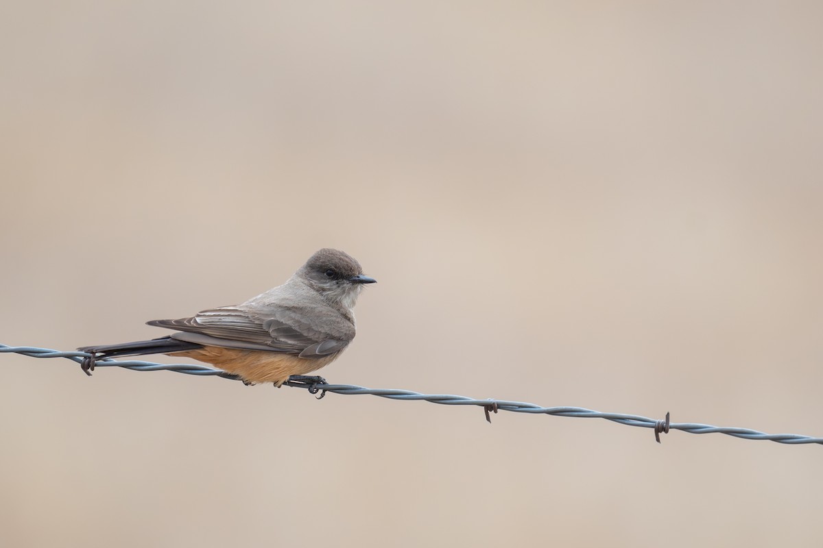 Say's Phoebe - ML654900275