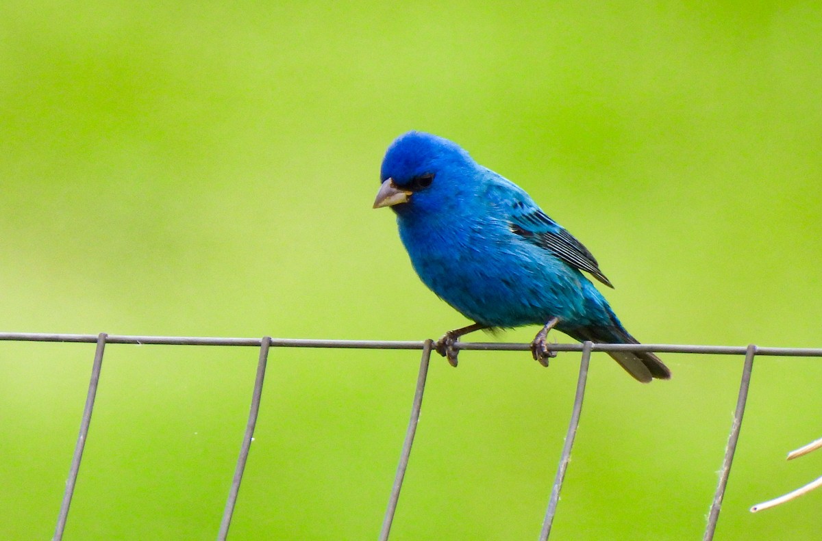 Indigo Bunting - ML654900277