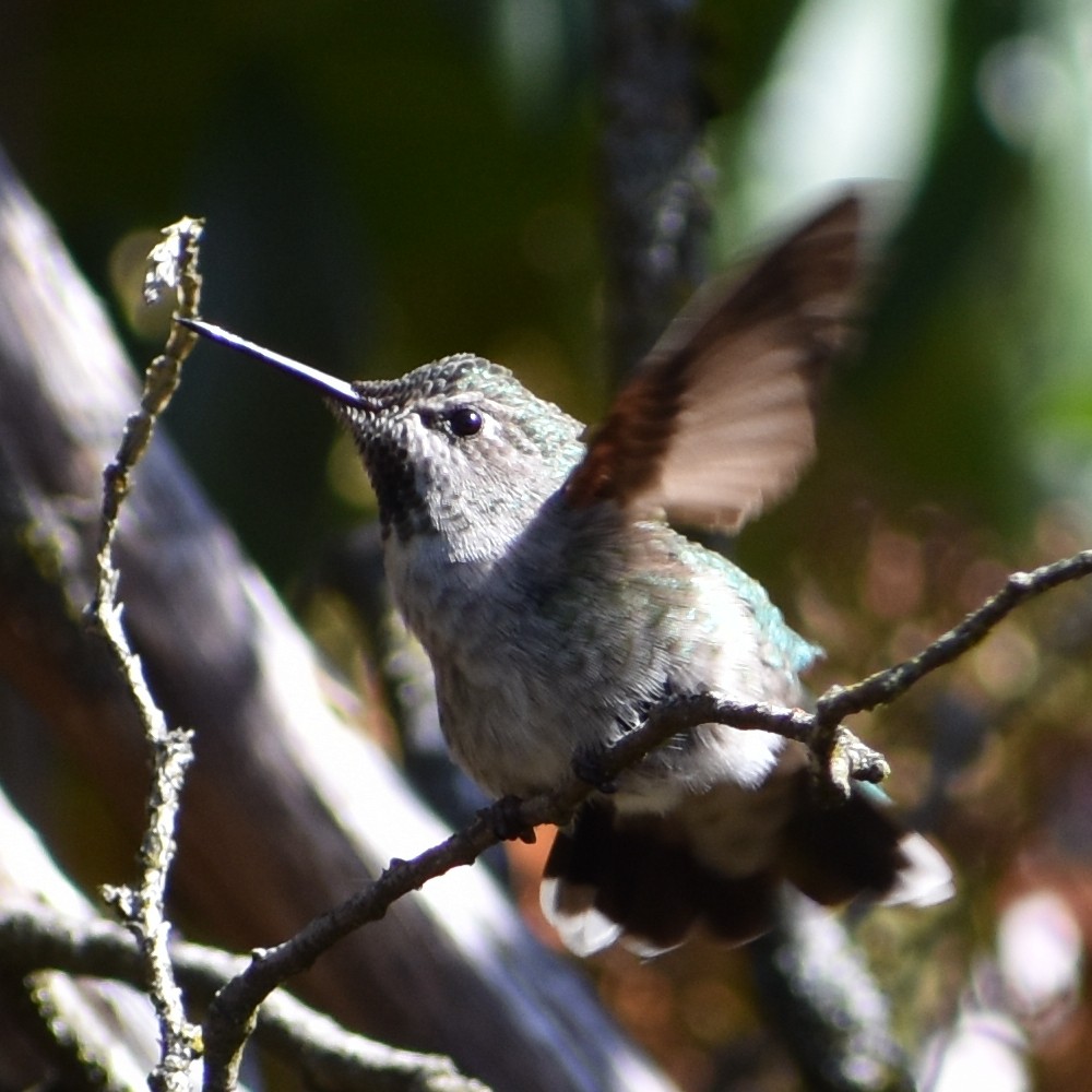 Anna's Hummingbird - ML654900278