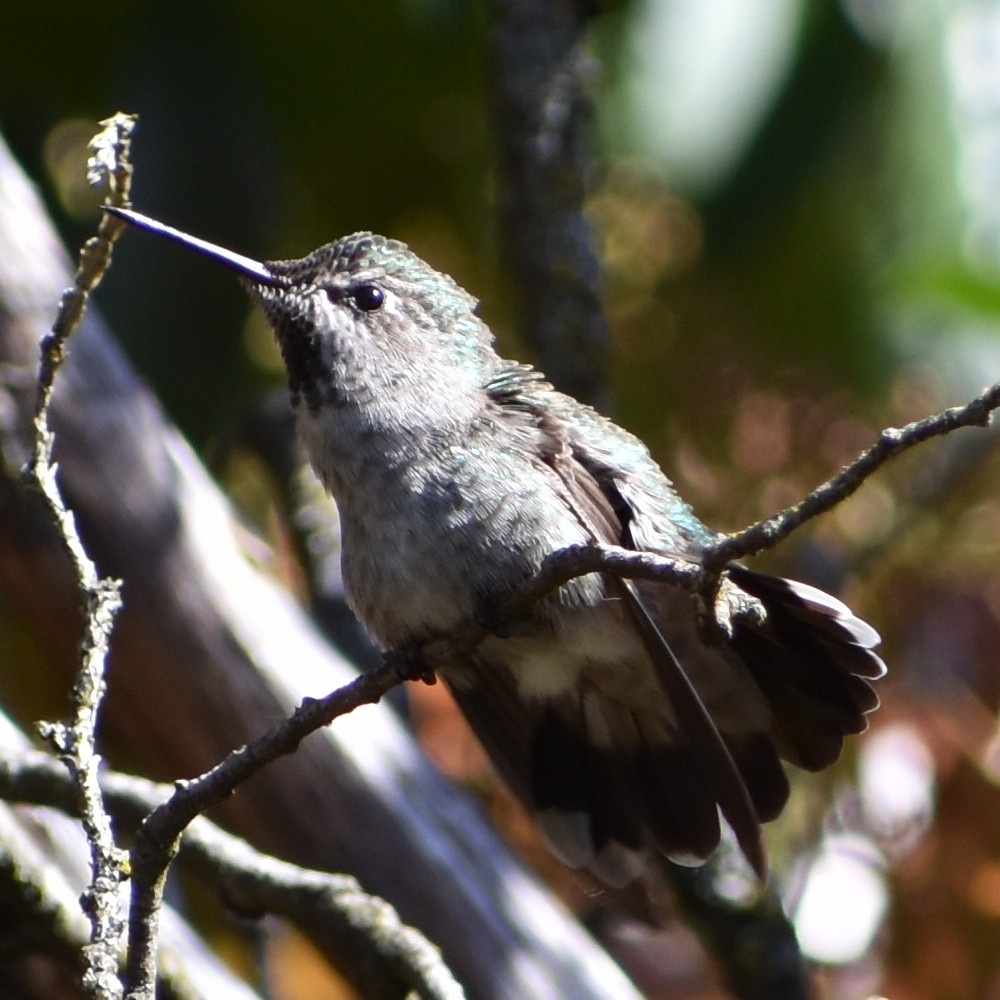 Anna's Hummingbird - ML654900279