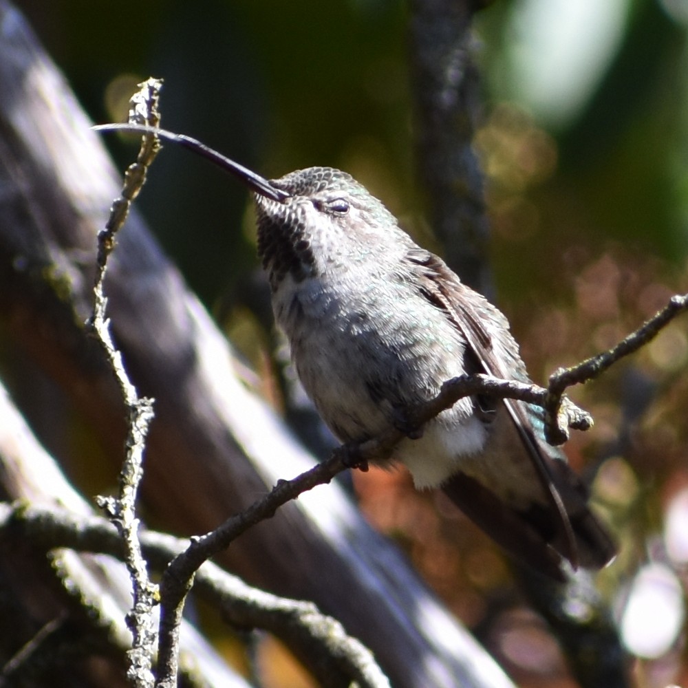 Anna's Hummingbird - ML654900280
