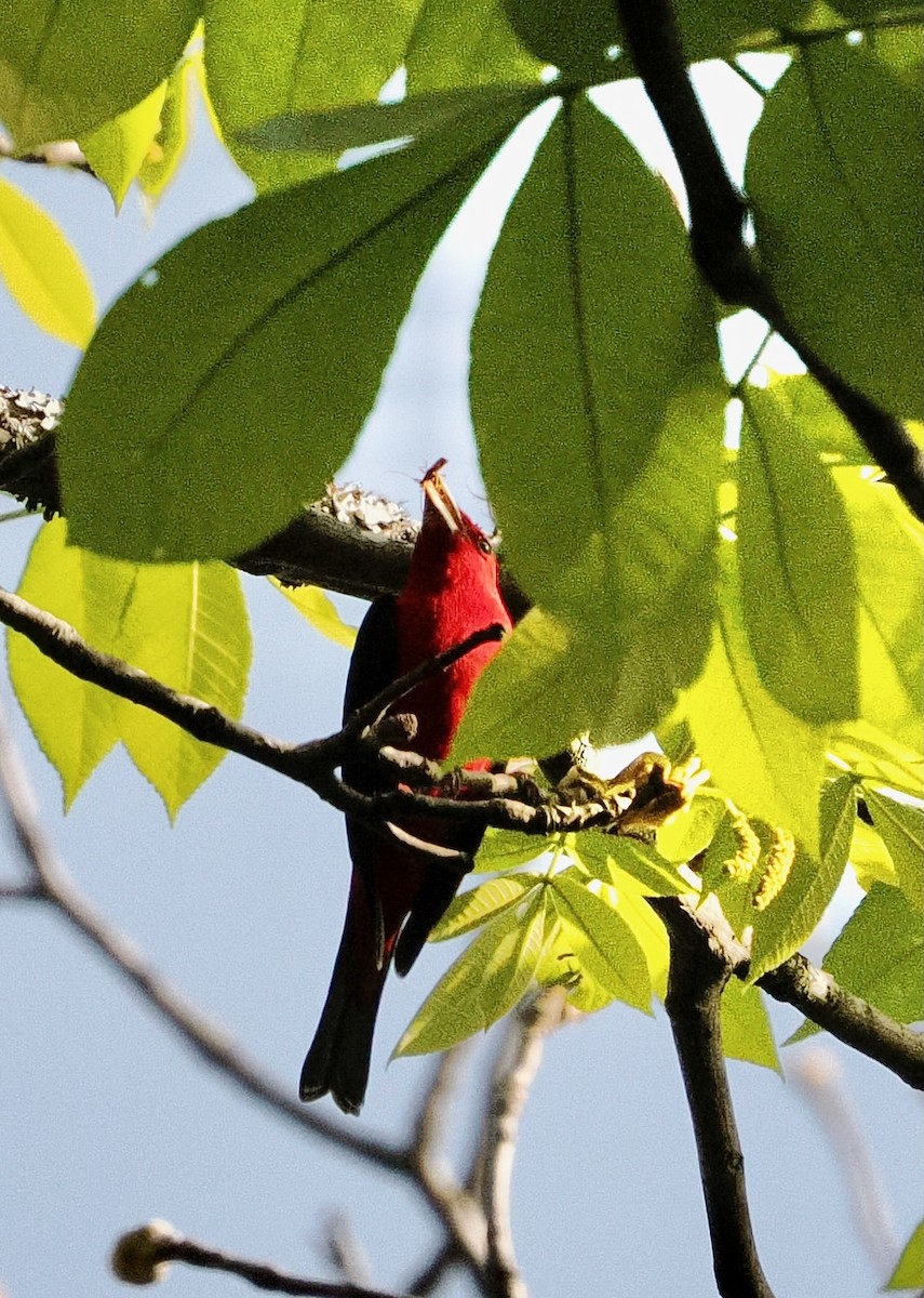 Scarlet Tanager - ML654900281