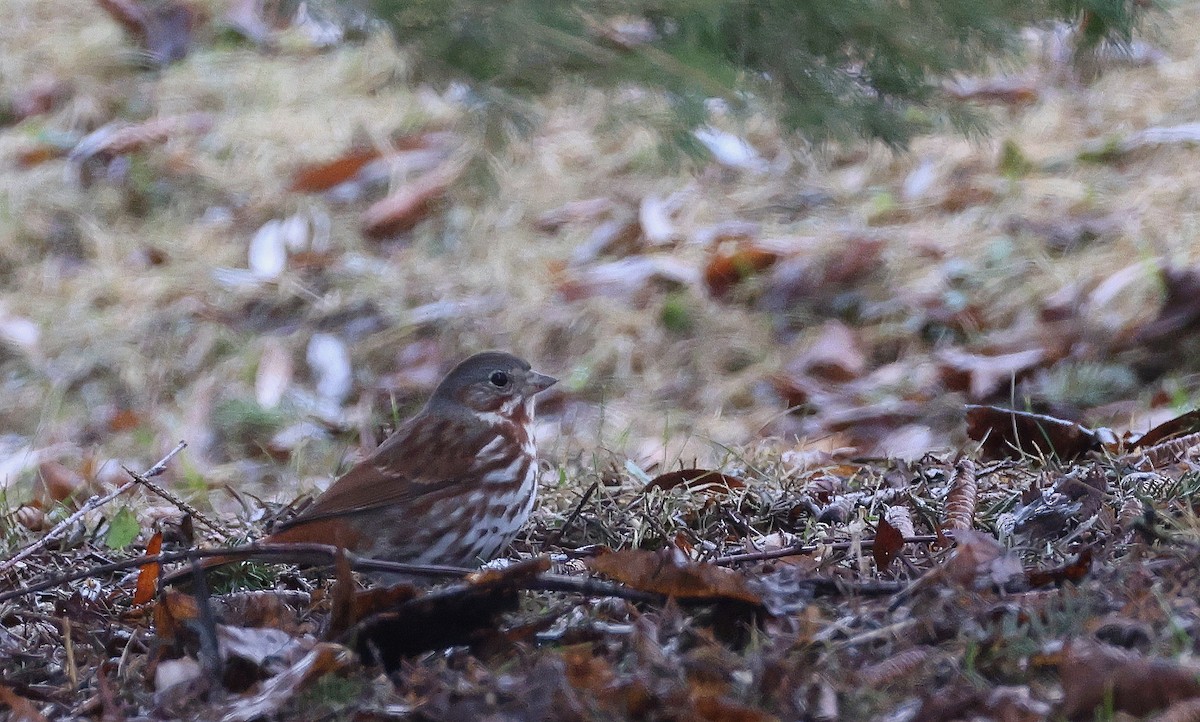 Fox Sparrow - ML654900282