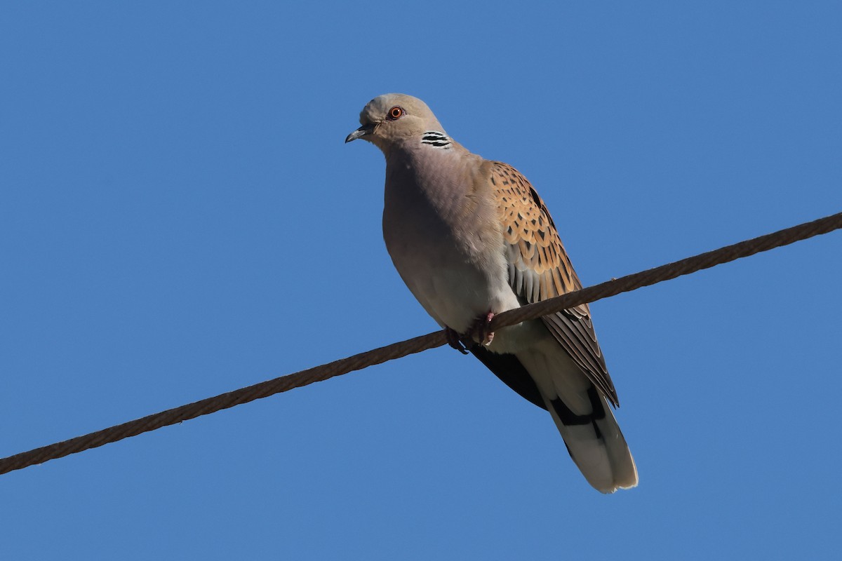 European Turtle-Dove - ML654900284