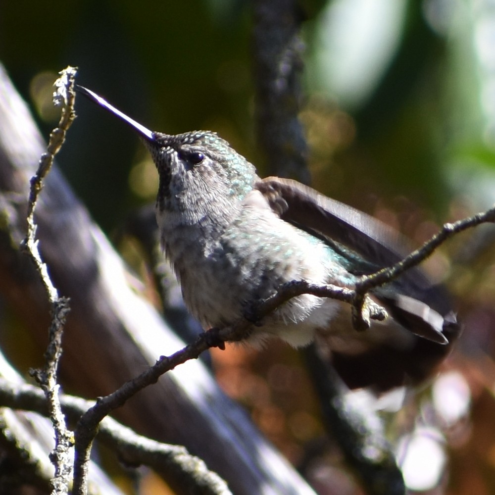 Anna's Hummingbird - ML654900285