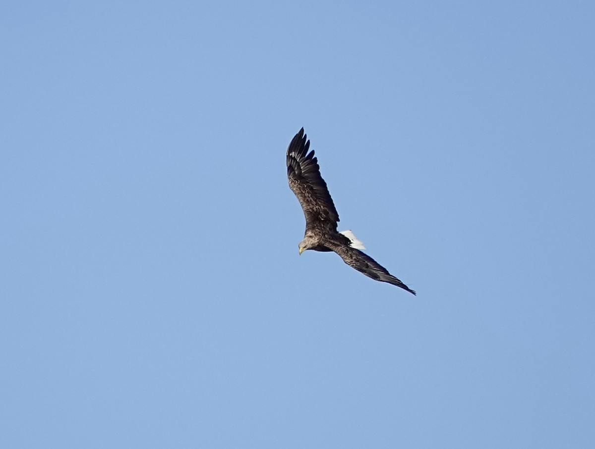 White-tailed Eagle - ML654900286