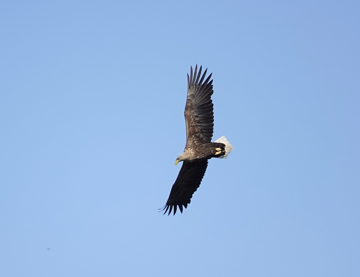 White-tailed Eagle - ML654900287