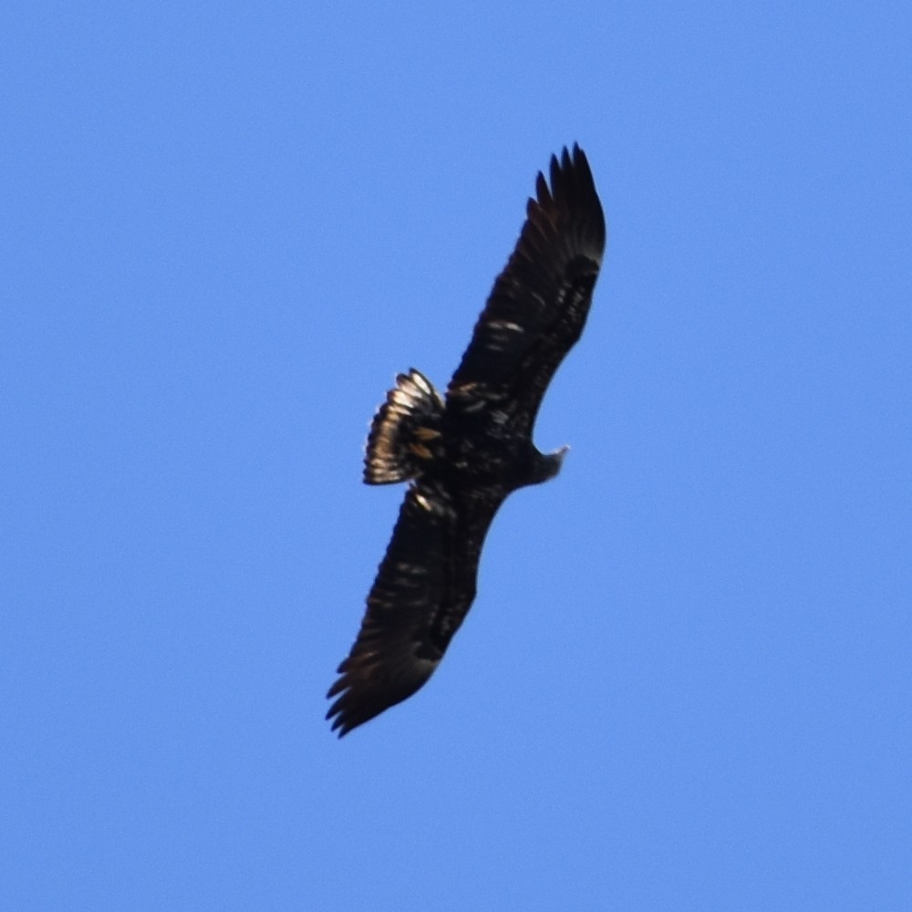 Bald Eagle - ML654900288