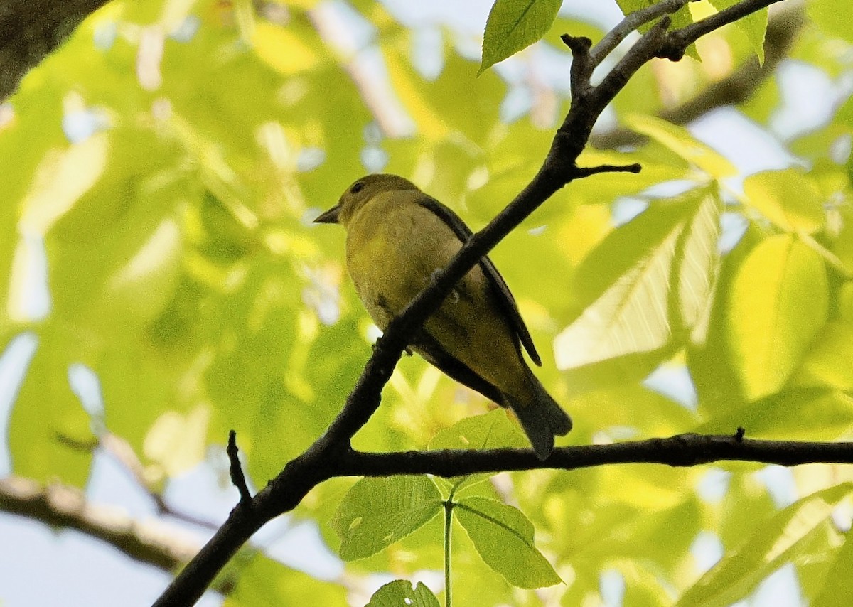 Scarlet Tanager - ML654900294