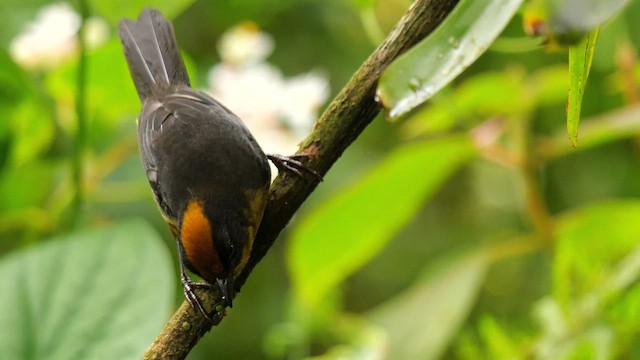 Choco Brushfinch - ML654900315
