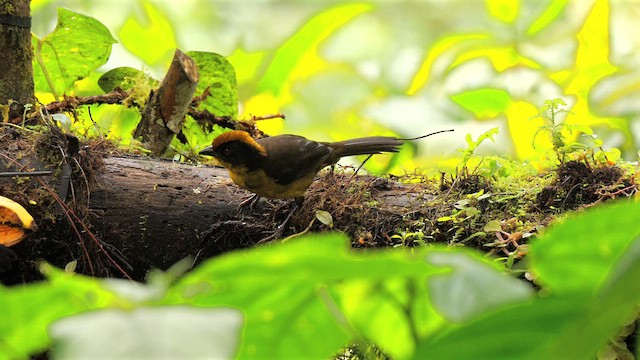 Choco Brushfinch - ML654900316