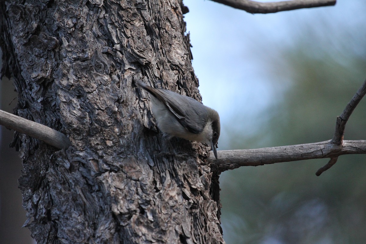 Pygmy Nuthatch - Jerry Elling