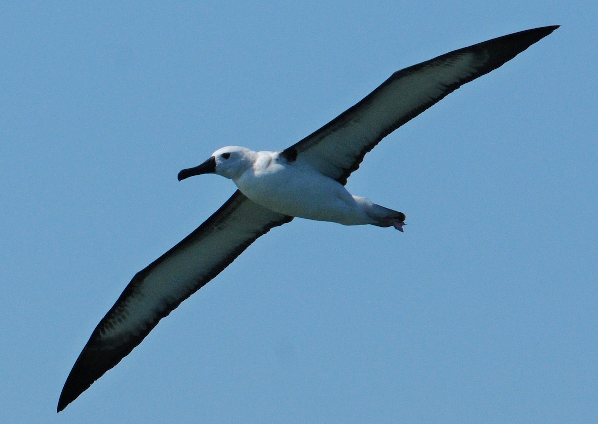 Atlantic Yellow-nosed Albatross - ML654902391