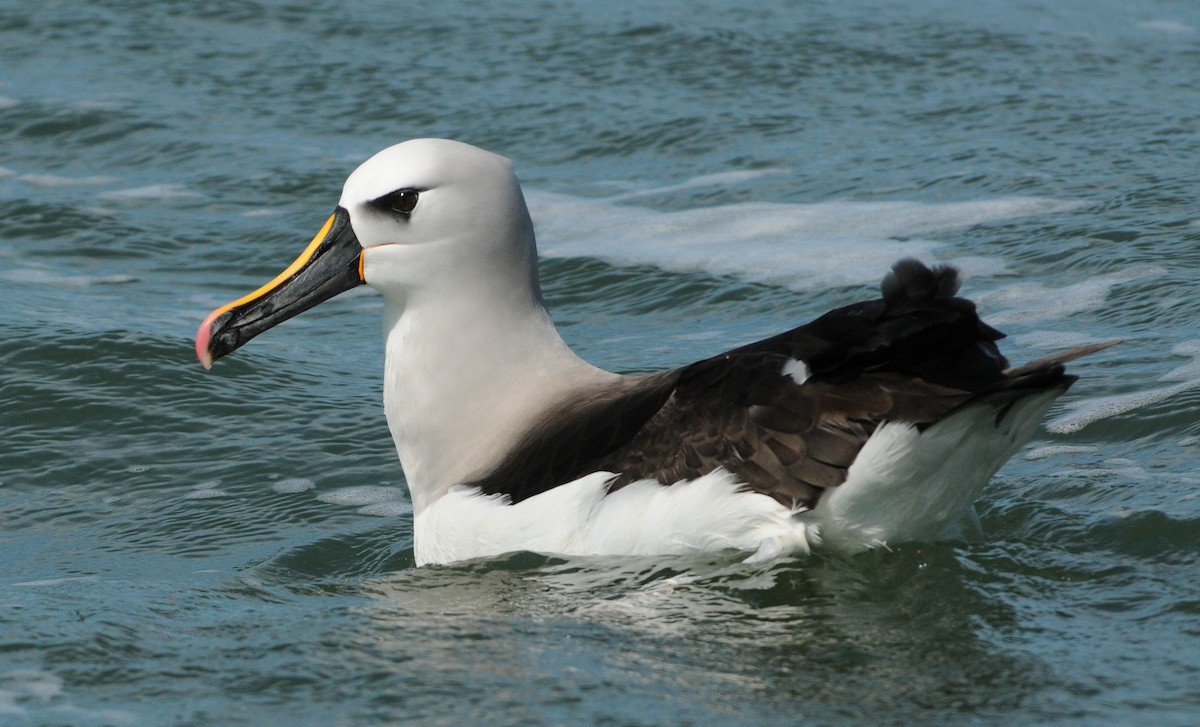 Atlantic Yellow-nosed Albatross - ML654902393