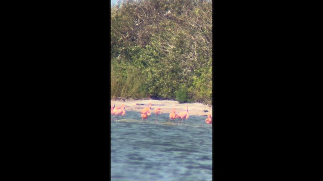American Flamingo - ML654902958