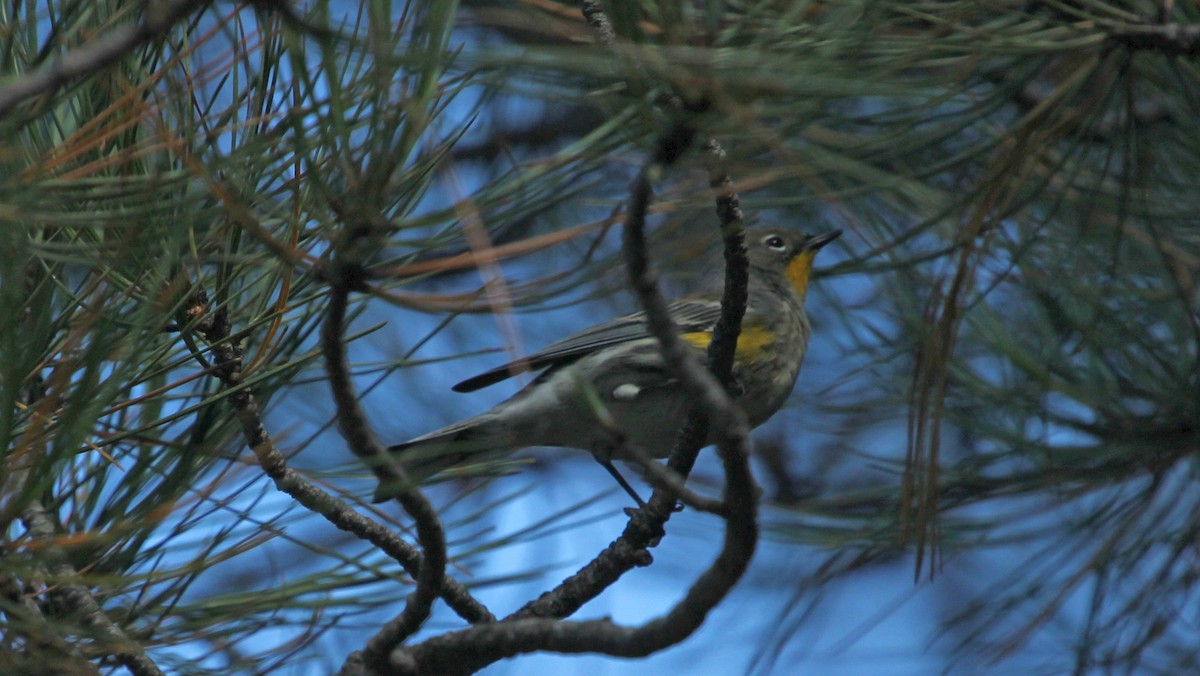 Kronenwaldsänger (Audubonwaldsänger) - ML65490331