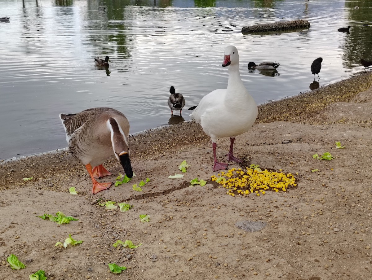 Ánsar Cisnal (variedad doméstica) - ML654903711