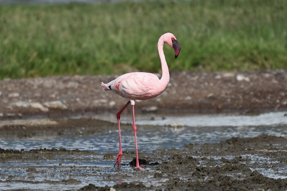 Lesser Flamingo - ML654904129