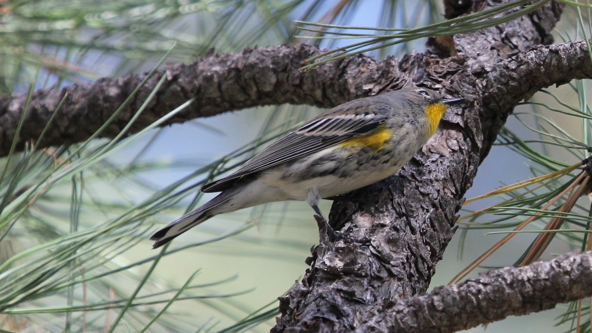 Kronenwaldsänger (Audubonwaldsänger) - ML65490421