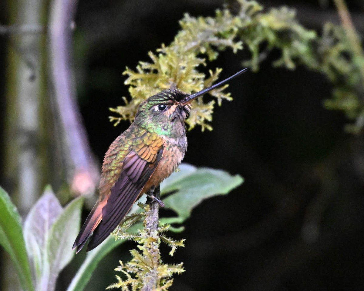 Inca violifère (violifer) - ML654904809