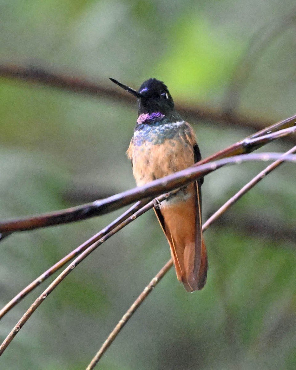Inca violifère (violifer) - ML654904911