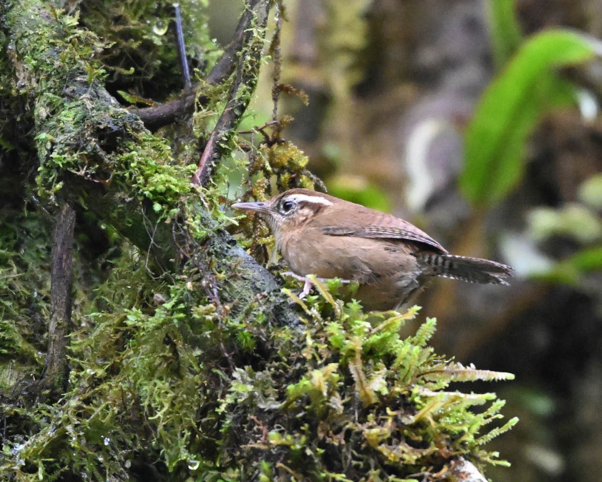 Troglodyte montagnard - ML654905073
