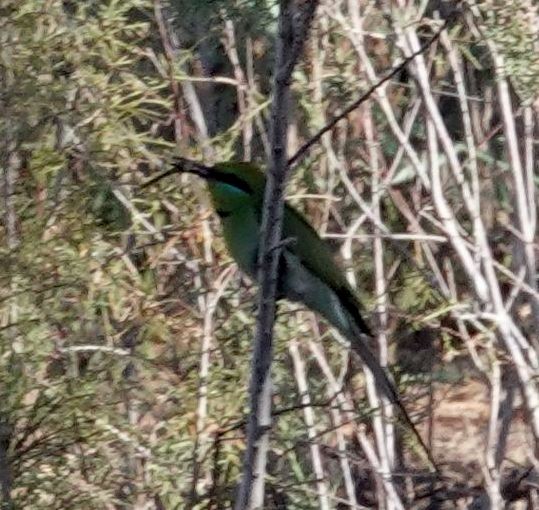 African Green Bee-eater - ML654907935