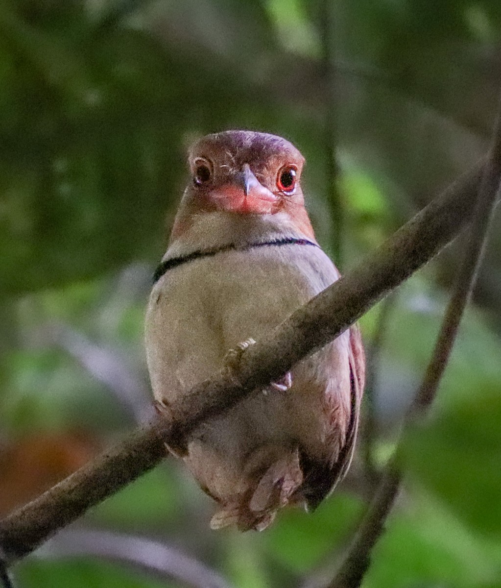 Collared Puffbird - ML654909104