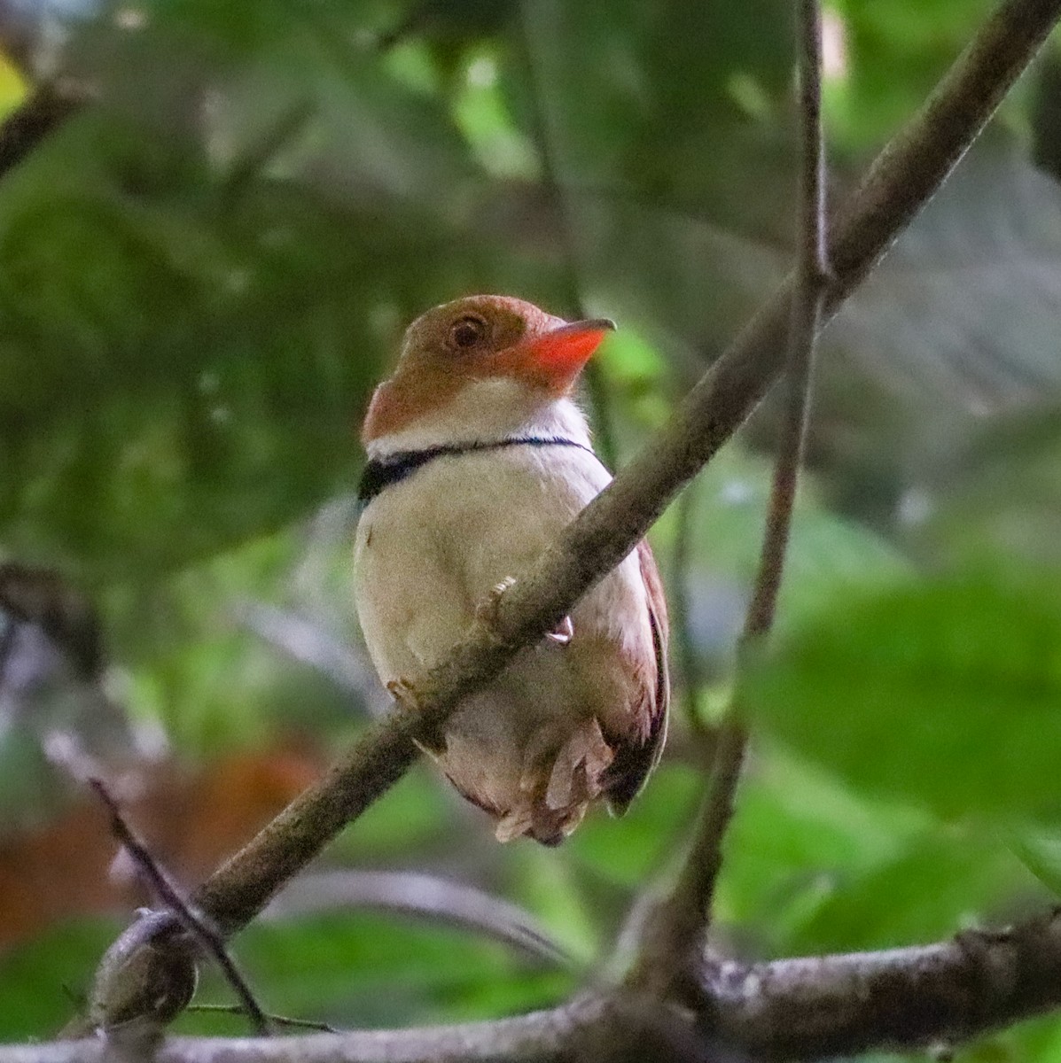 Collared Puffbird - ML654909112