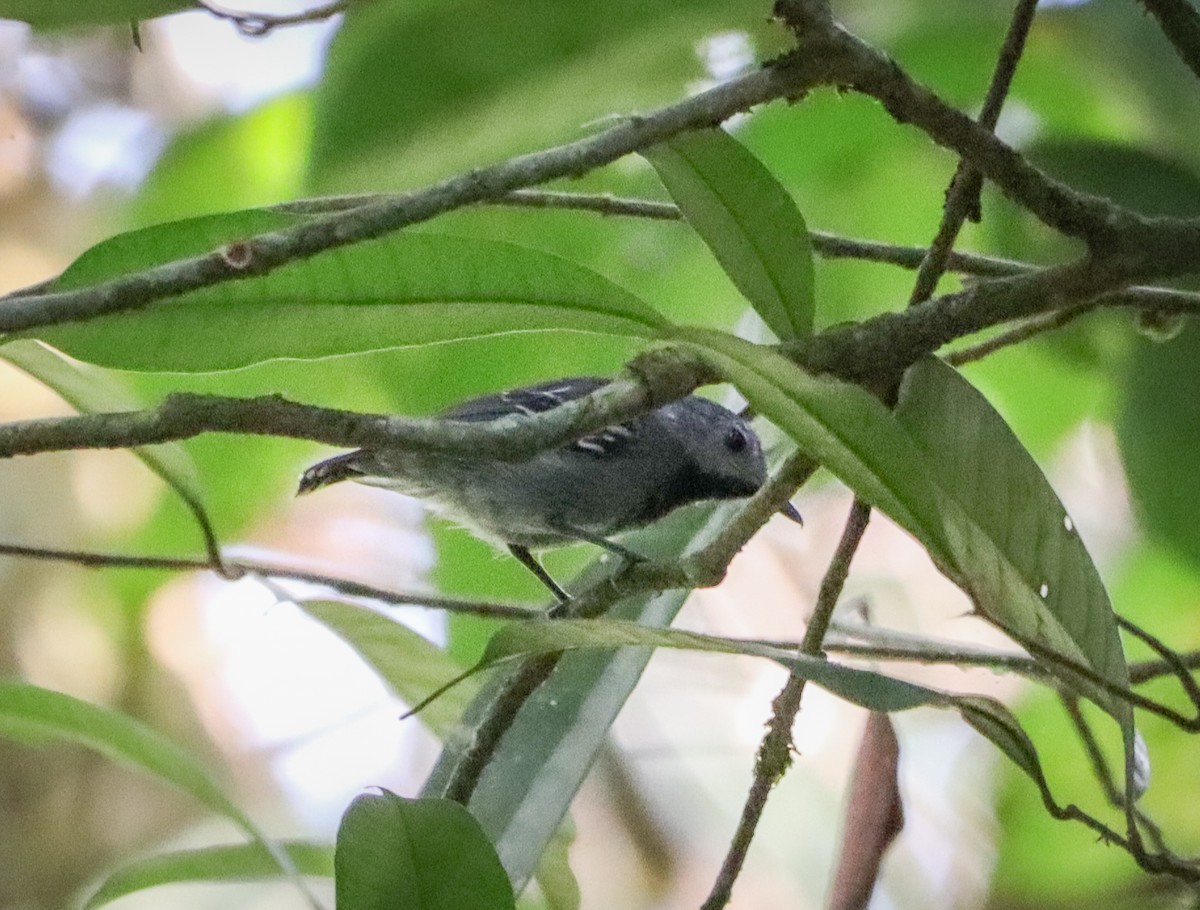 Long-winged Antwren - ML654909120