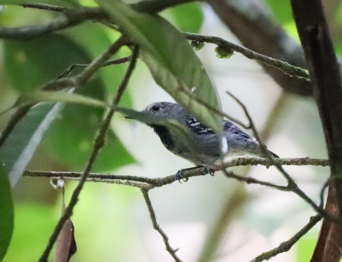 Long-winged Antwren - ML654909127