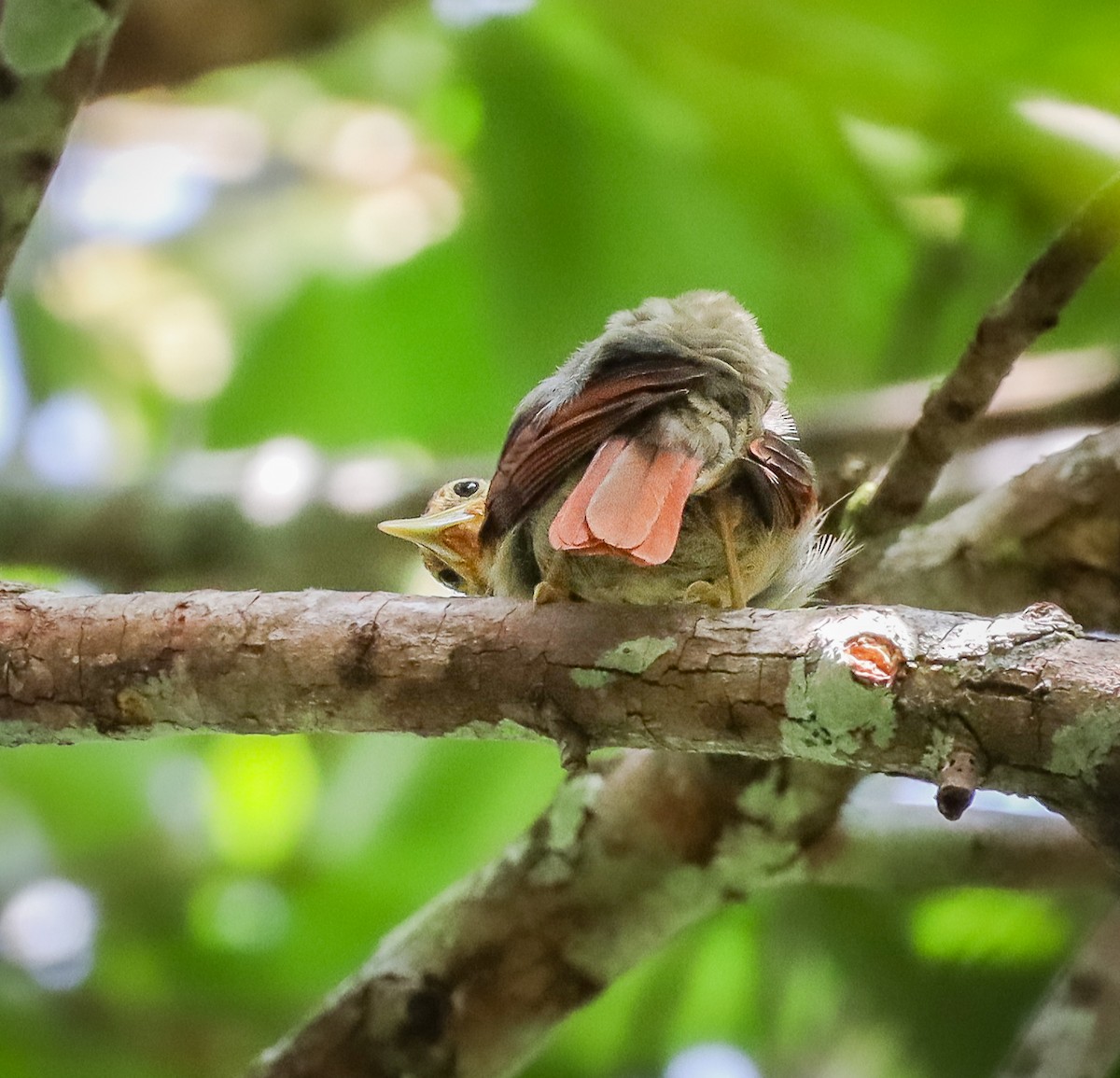 Rufous-tailed Foliage-gleaner - ML654909139