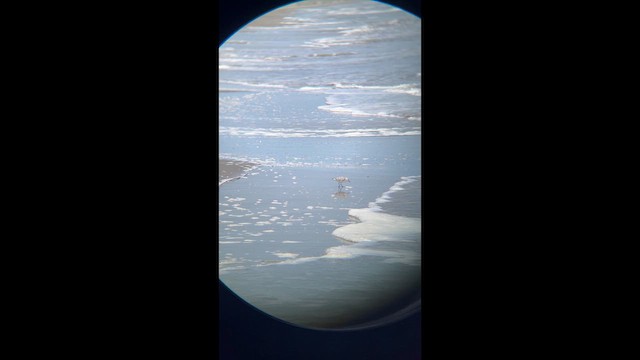 Sanderling - ML654909750