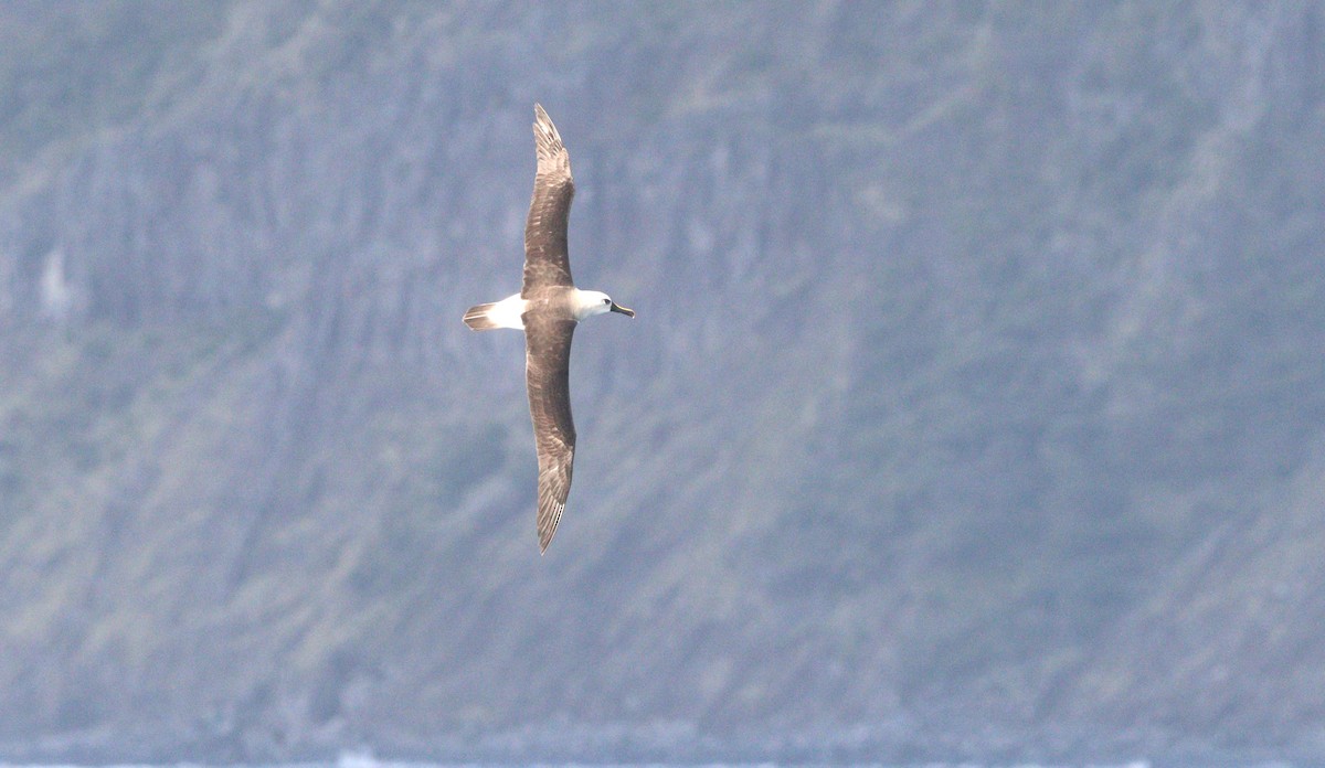 Atlantic Yellow-nosed Albatross - ML654911904