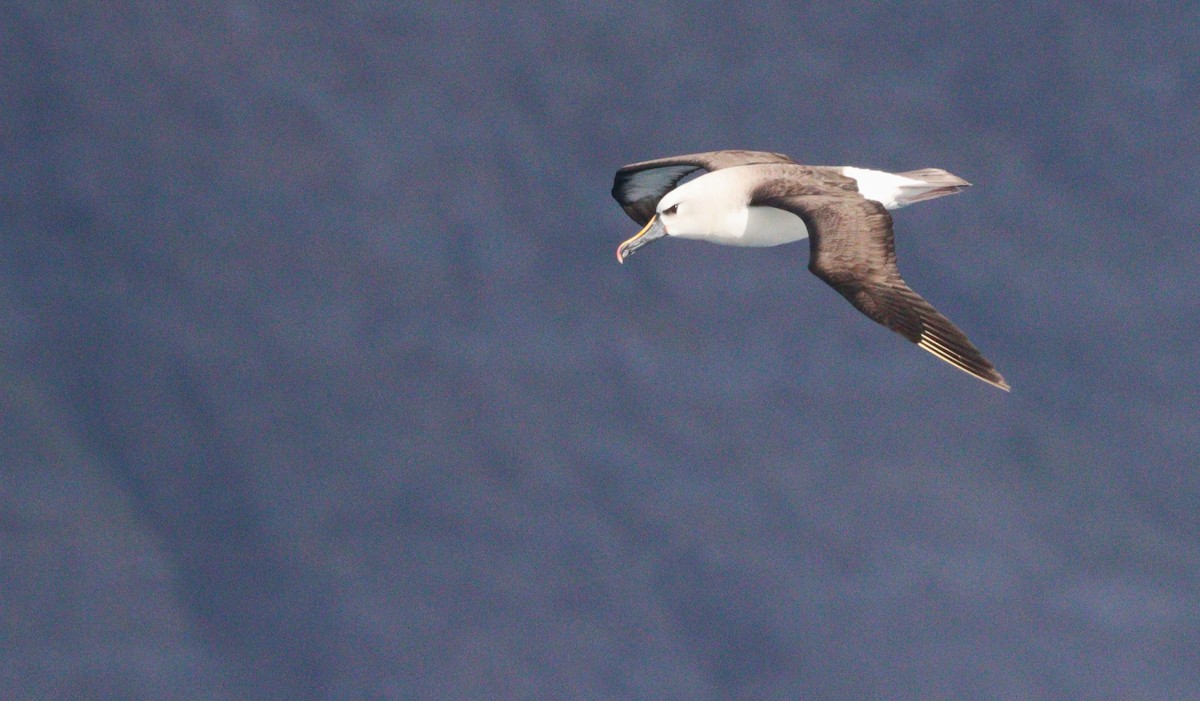 Atlantic Yellow-nosed Albatross - ML654911911