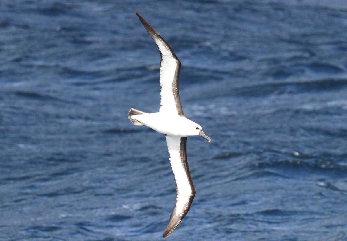 Atlantic Yellow-nosed Albatross - ML654911921