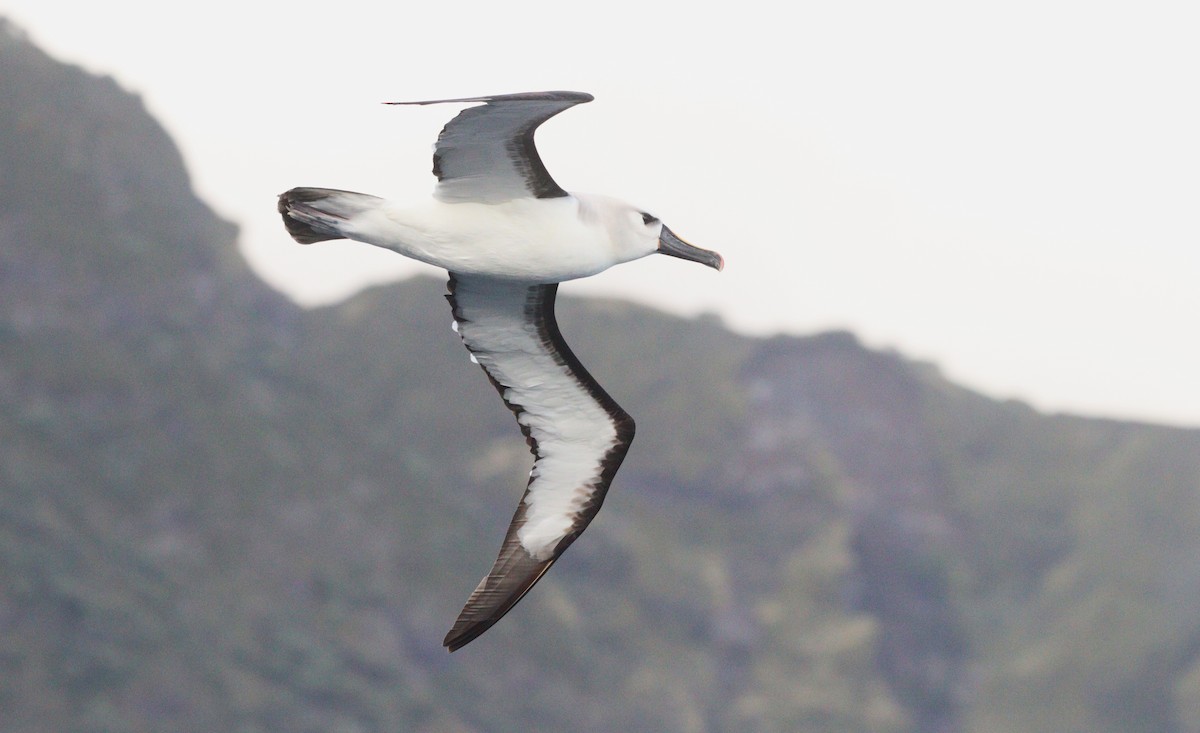 Atlantic Yellow-nosed Albatross - ML654911933