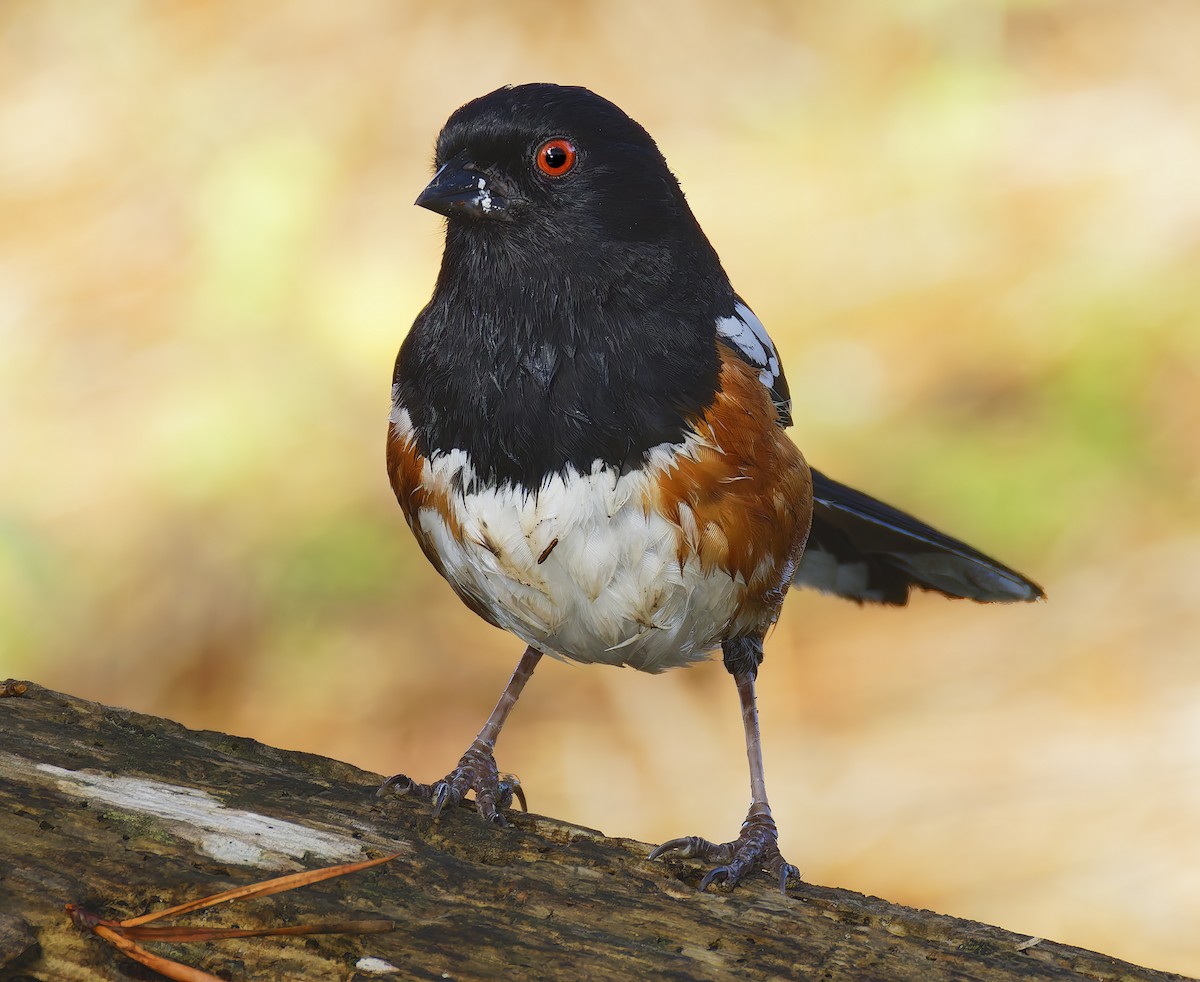 Spotted Towhee - ML654912013