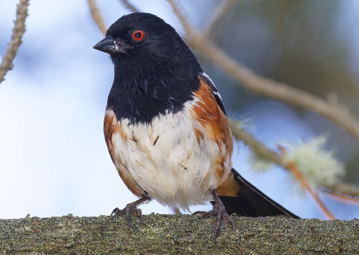 Spotted Towhee - ML654912014