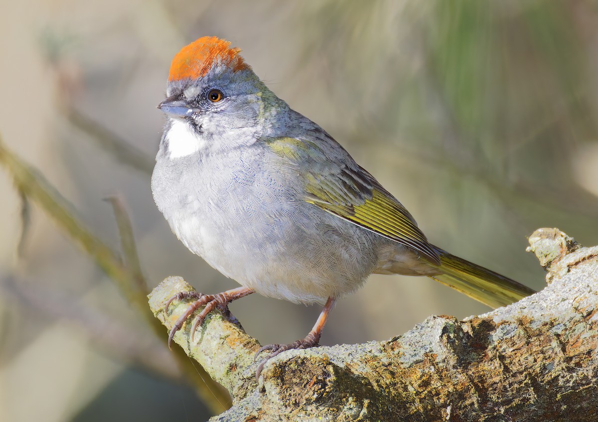 Green-tailed Towhee - ML654912026