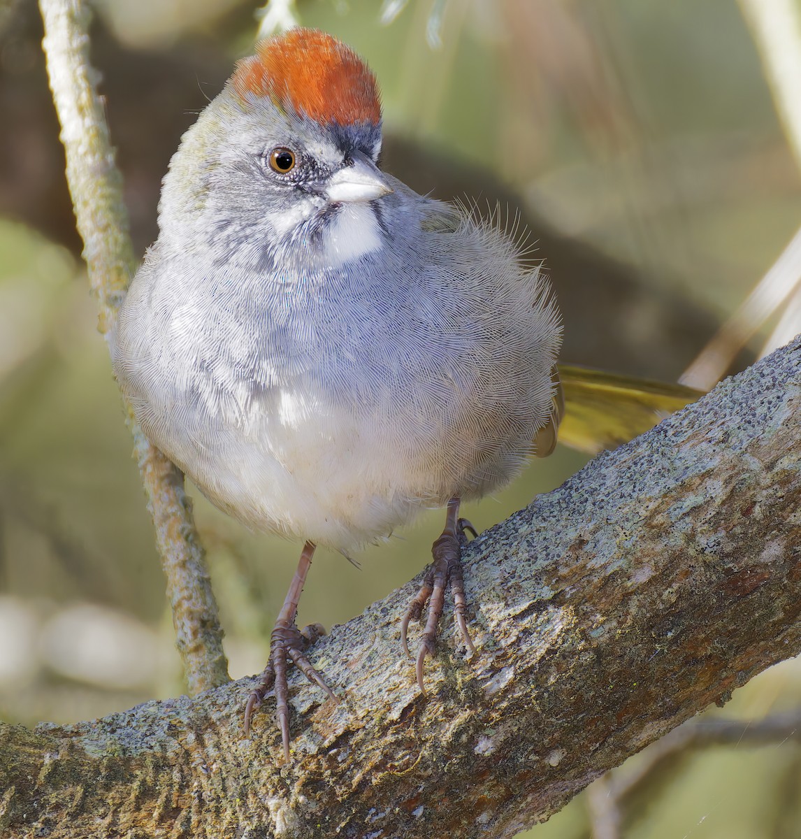 Green-tailed Towhee - ML654912027
