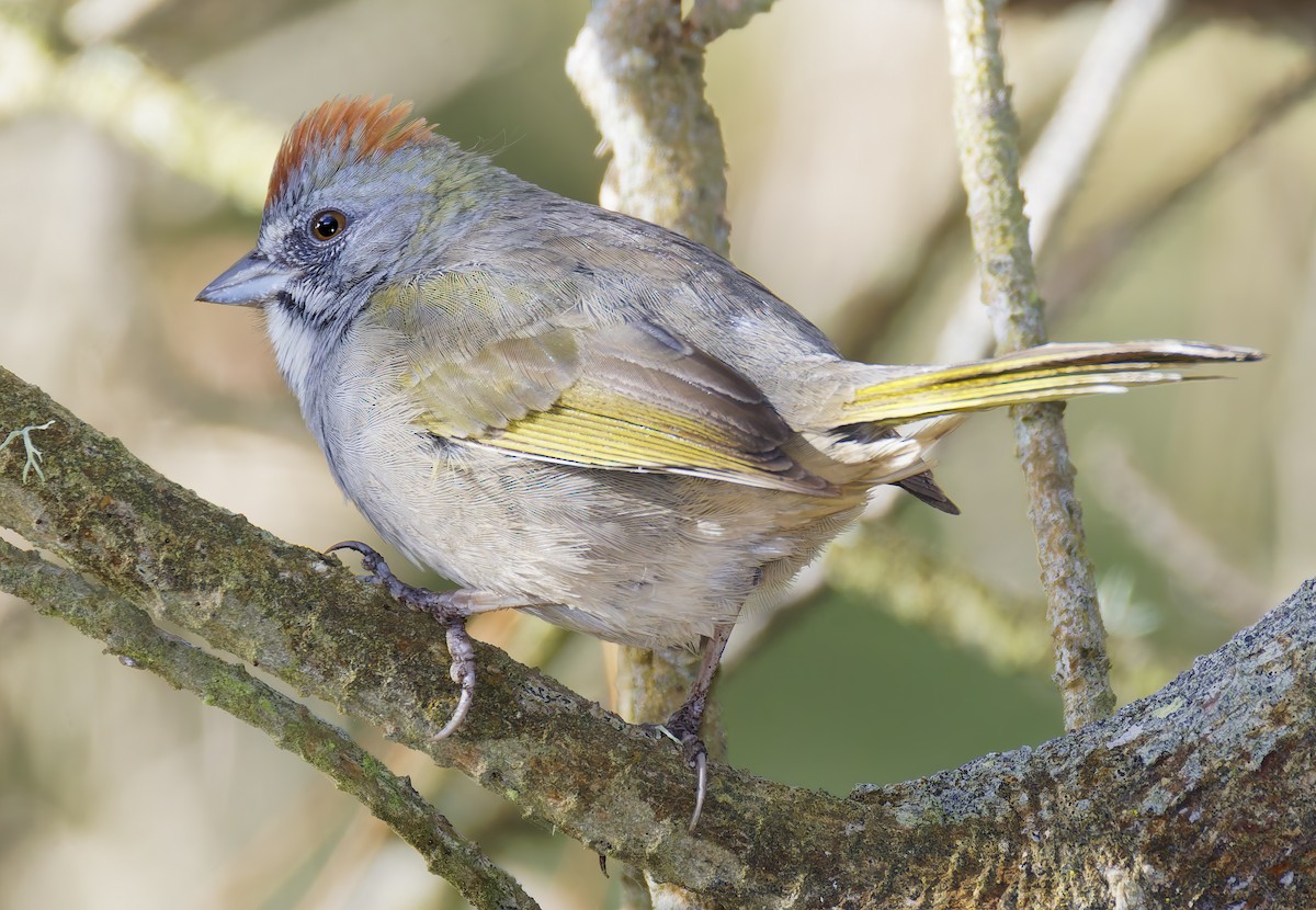 Green-tailed Towhee - ML654912067