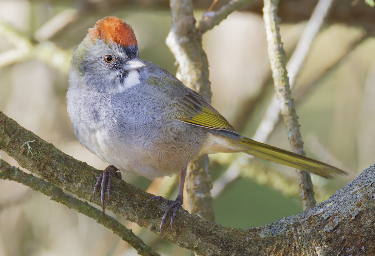 Green-tailed Towhee - ML654912068